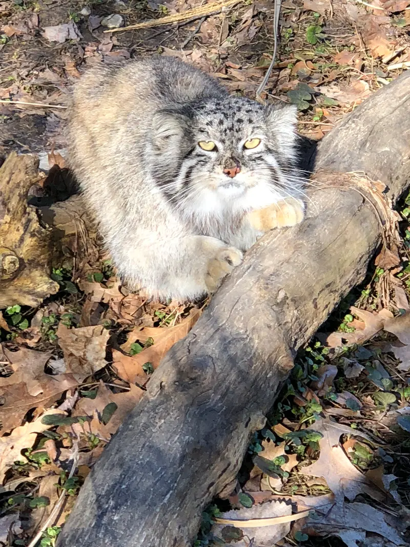 ニアビ動物園のハルトの写真