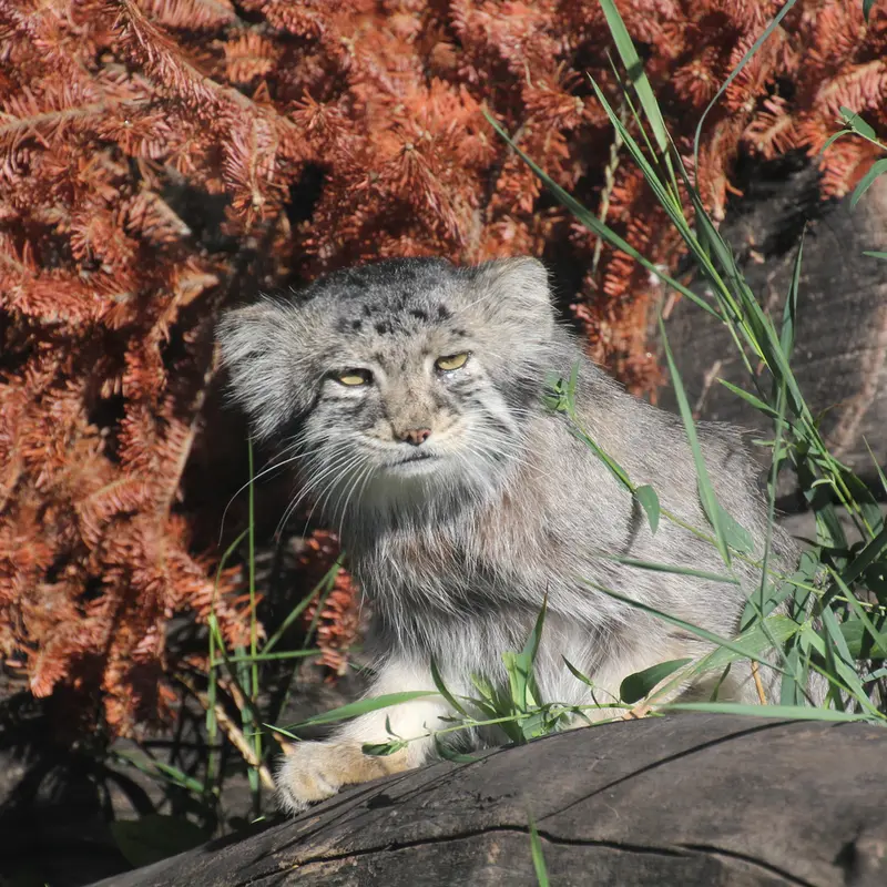 レッドリバー動物園のミダスの写真