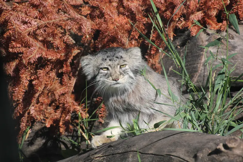 レッドリバー動物園のミダスの写真