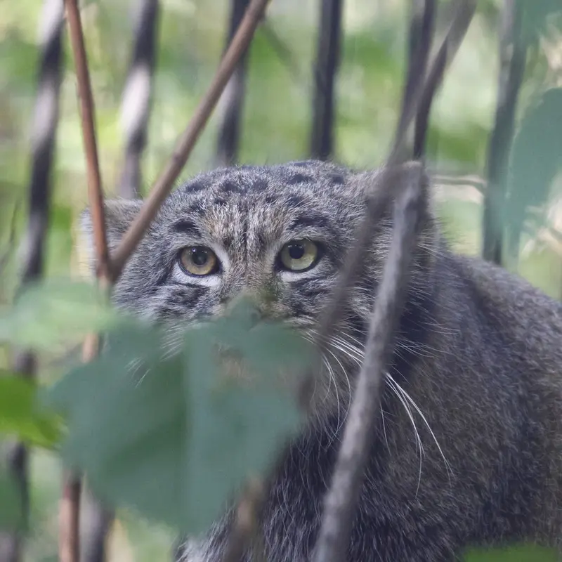 ノヴォシビルスク動物園のカトゥンの写真