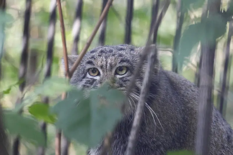 ノヴォシビルスク動物園のカトゥンの写真