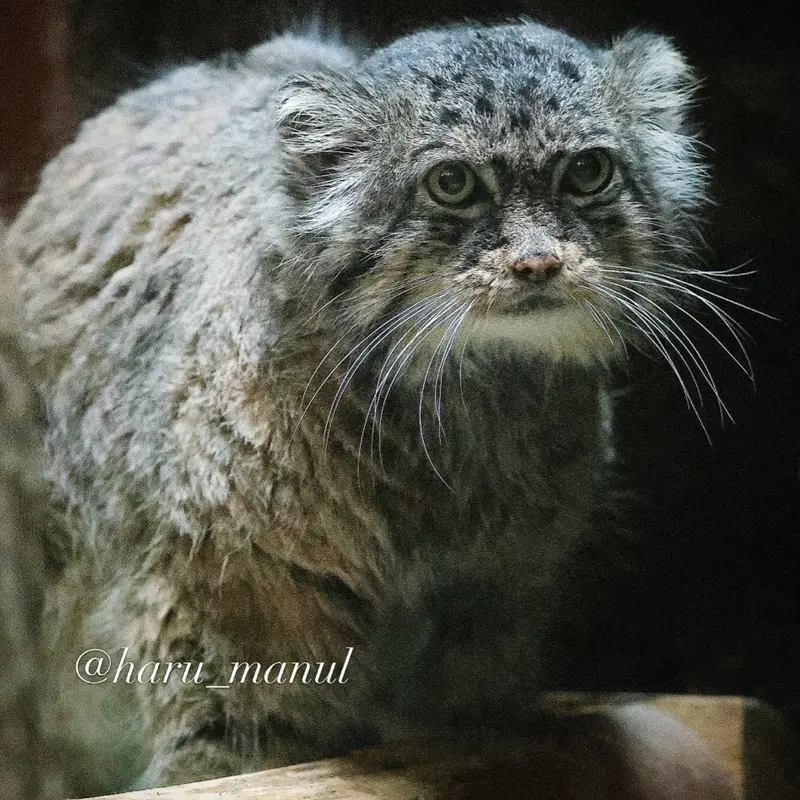 恩賜上野動物園のドローの写真