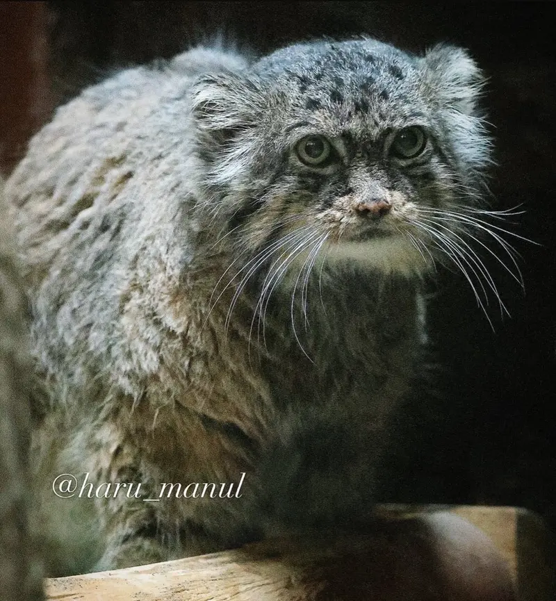 恩賜上野動物園のドローの写真