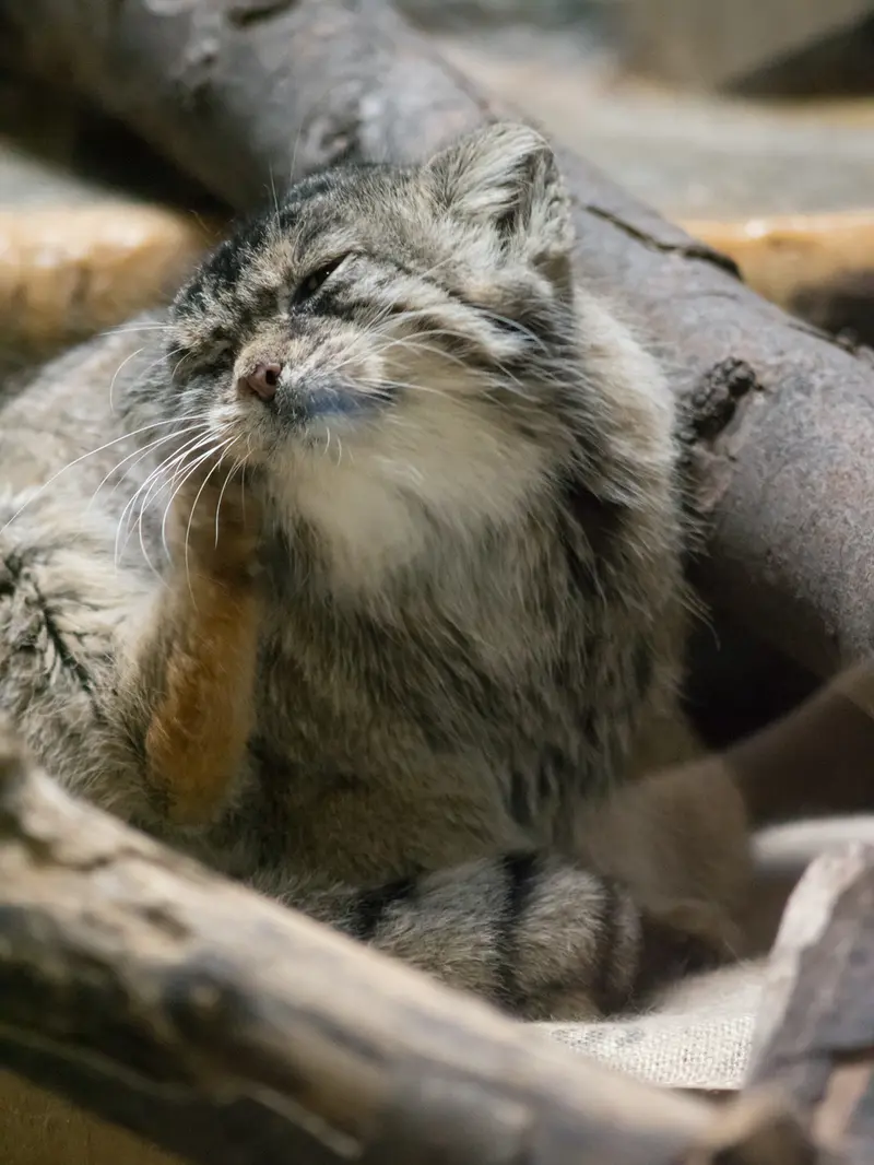 恩賜上野動物園のプリームラの写真