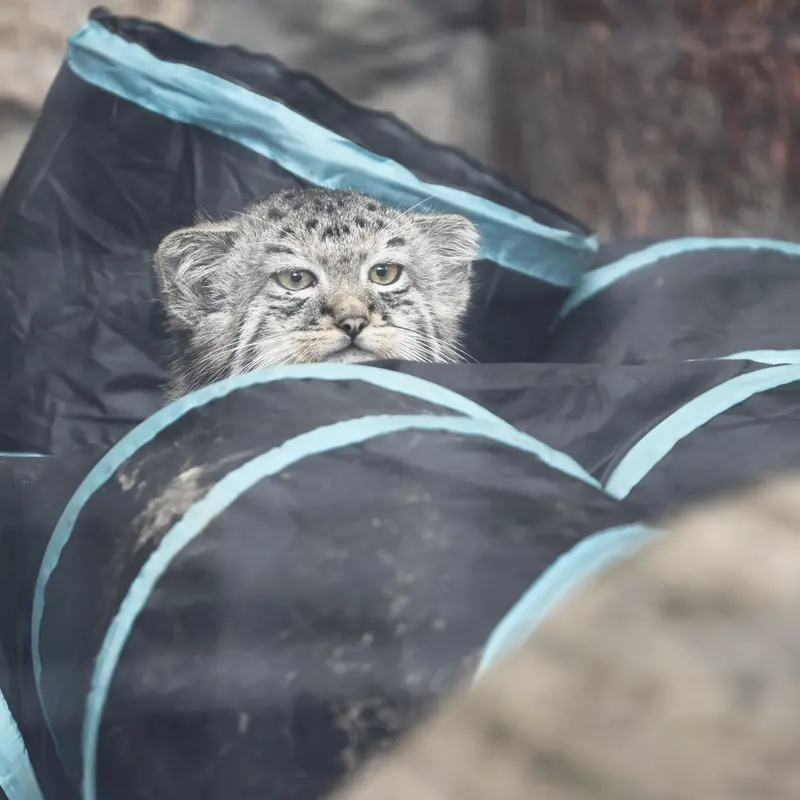 マヌルネコの写真