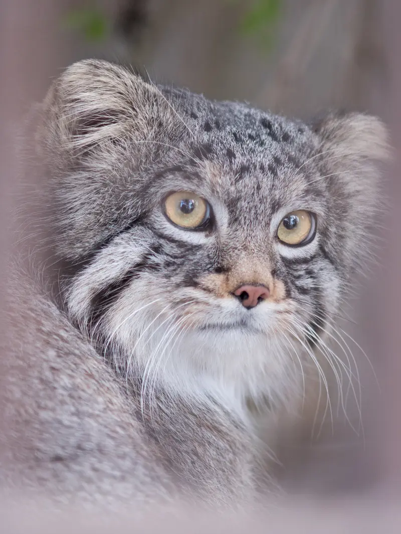 野毛山動物園のフィーガの写真