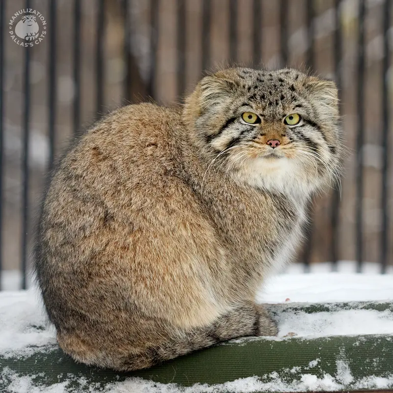 ノヴォシビルスク動物園のスキフの写真