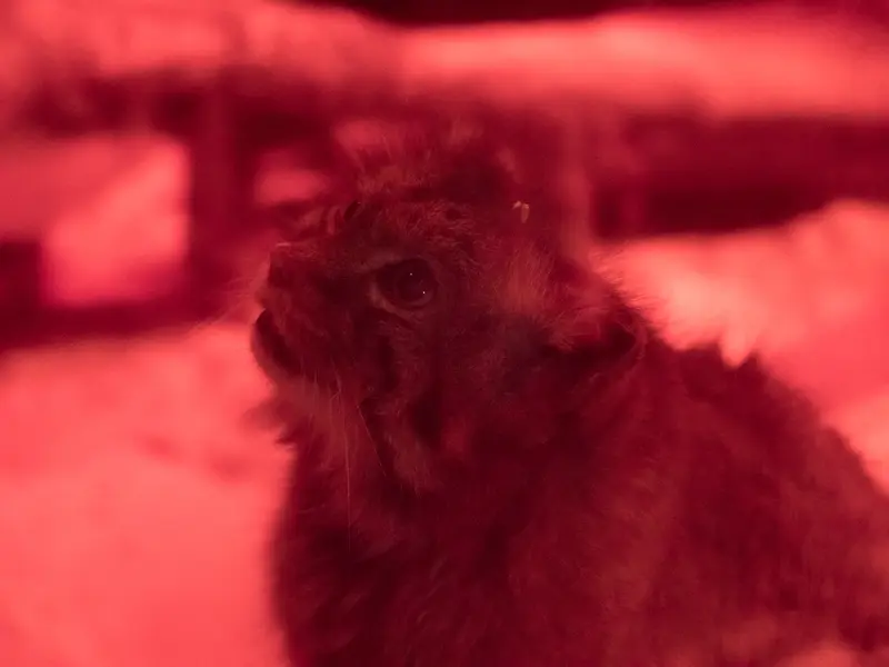 恩賜上野動物園のナイマの写真