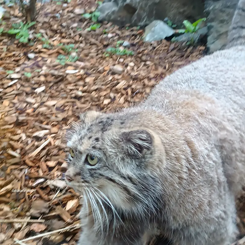 トレゴムール動物園のイフルの写真