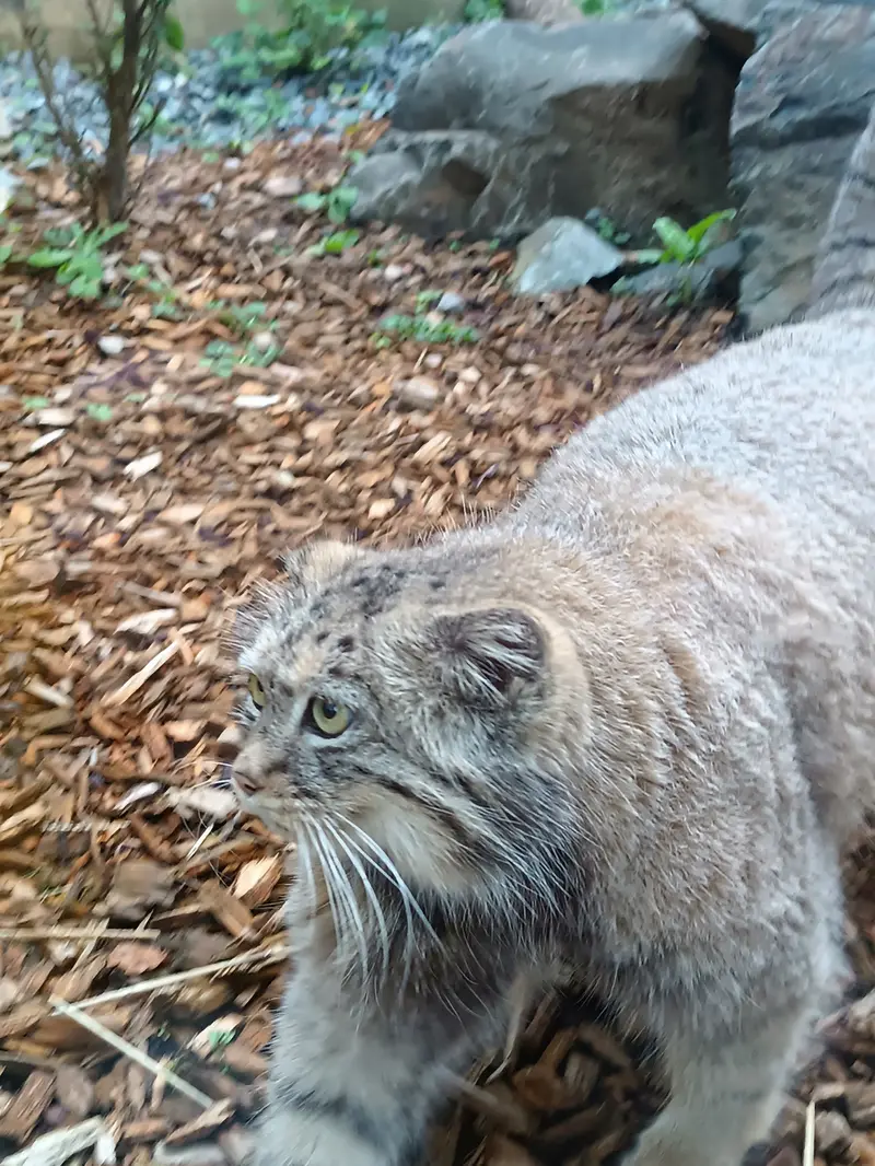 トレゴムール動物園のイフルの写真