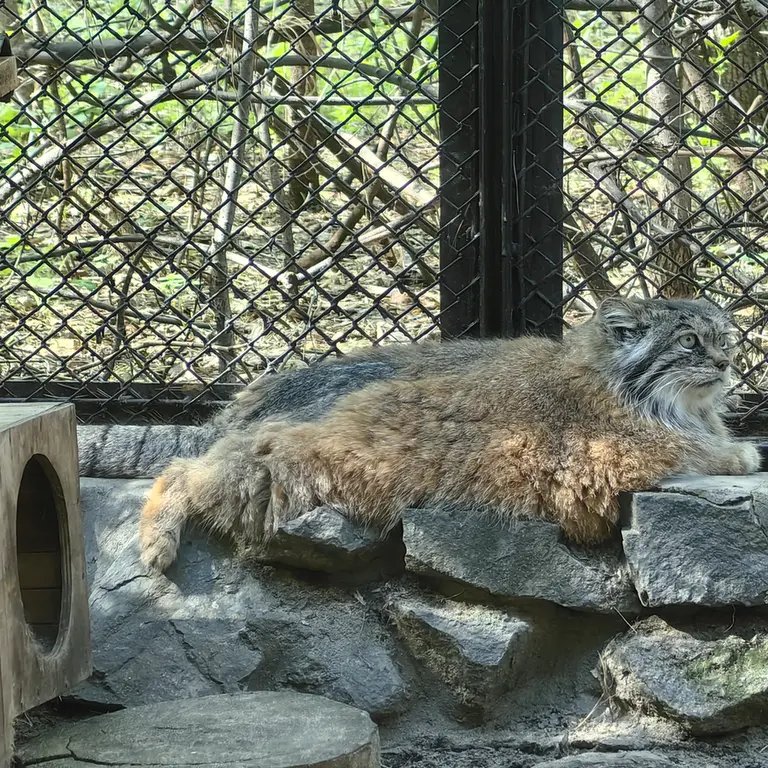ノヴォシビルスク動物園のラストチカの写真