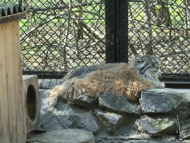 ノヴォシビルスク動物園のラストチカの写真