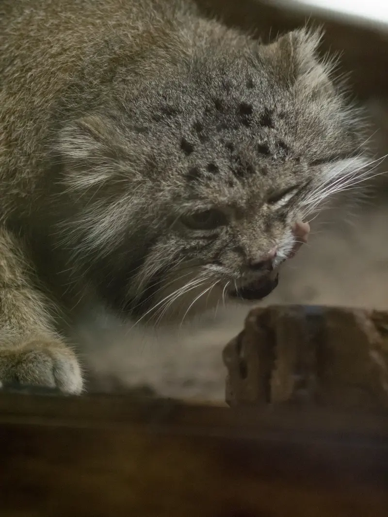 恩賜上野動物園のクリョンの写真