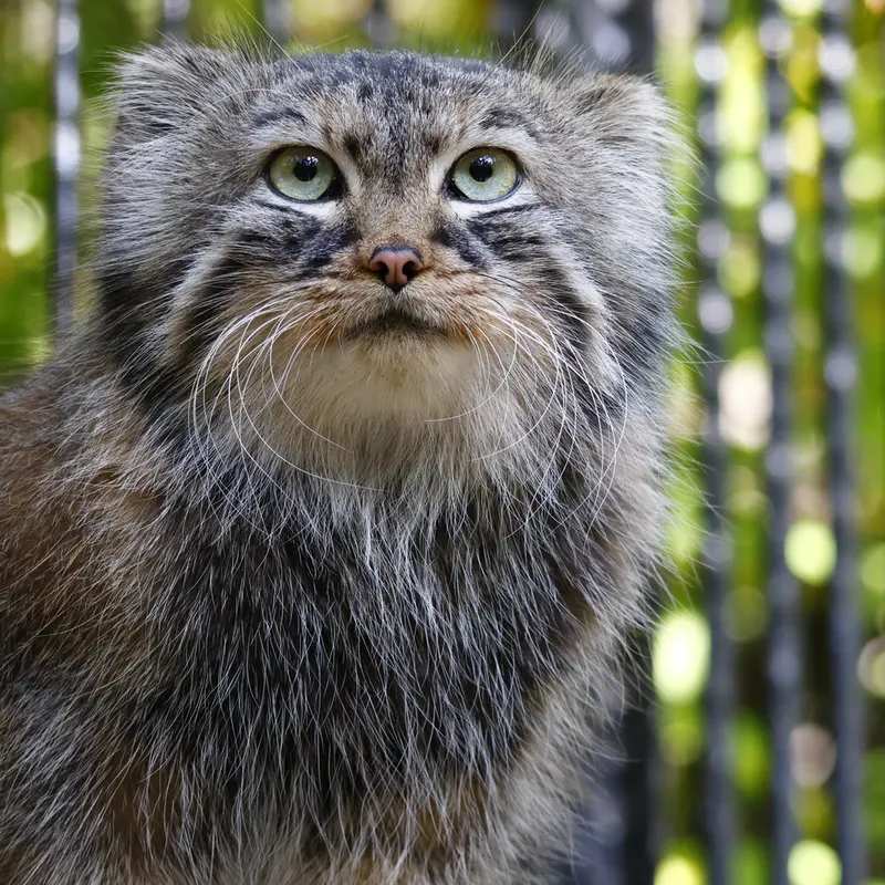 ノヴォシビルスク動物園のガビの写真