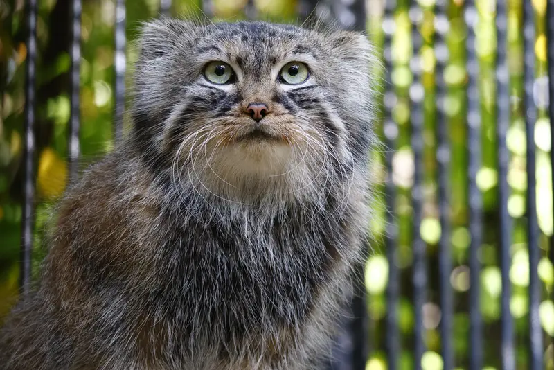 ノヴォシビルスク動物園のガビの写真