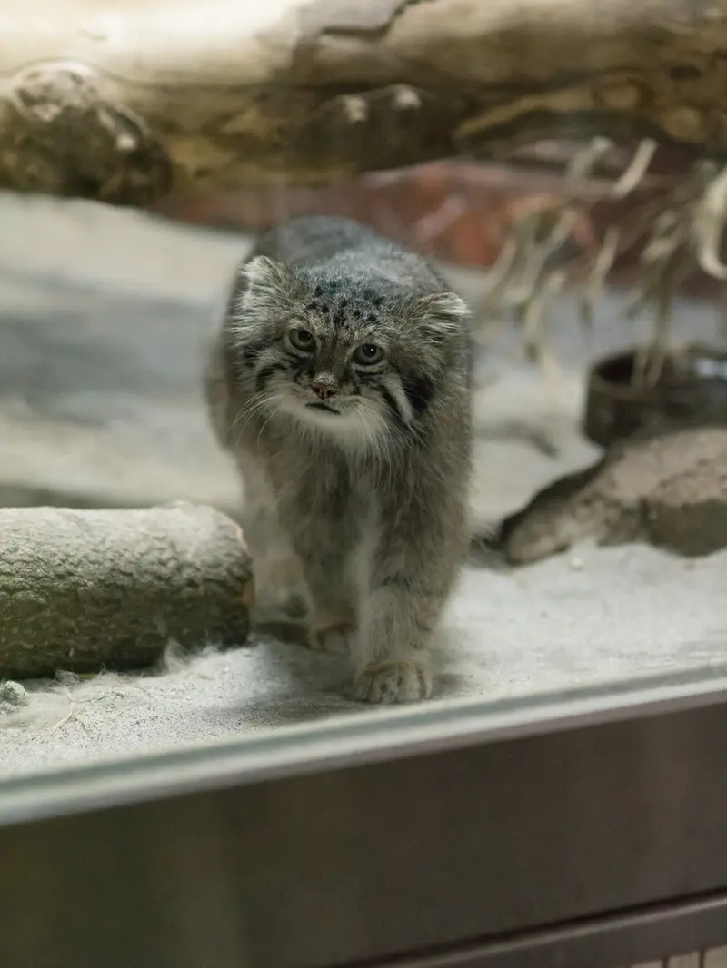 恩賜上野動物園のクリョンの写真