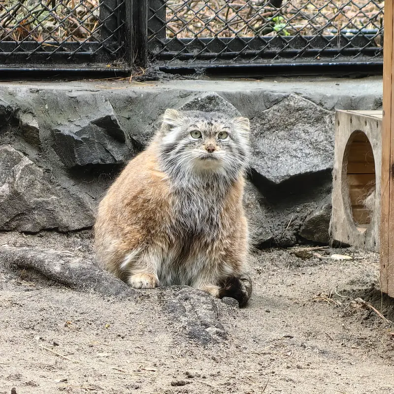 ノヴォシビルスク動物園のラストチカの写真
