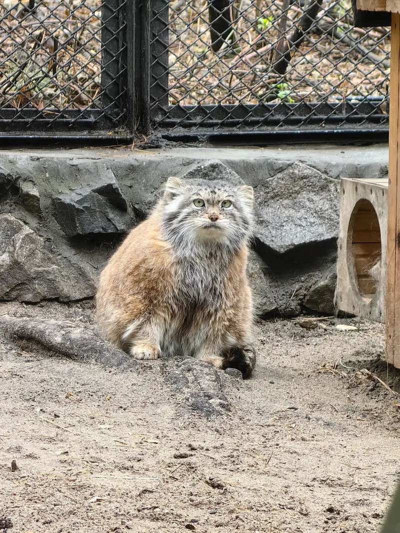 ノヴォシビルスク動物園のラストチカの写真