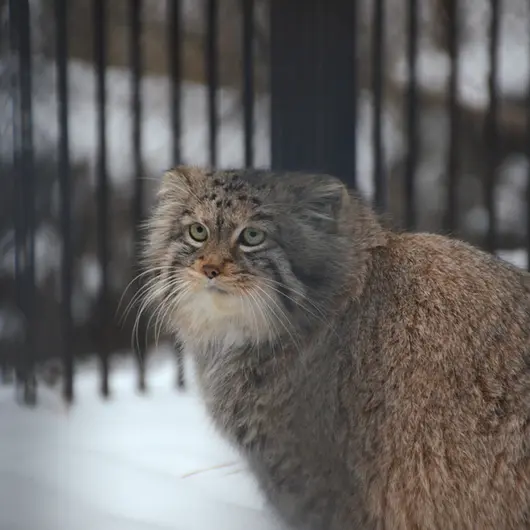 ノヴォシビルスク動物園のシェブの写真