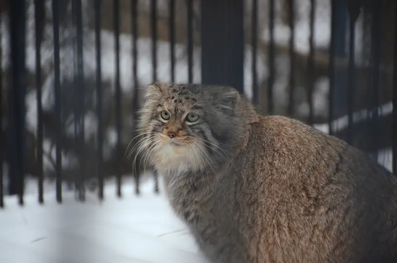 ノヴォシビルスク動物園のシェブの写真