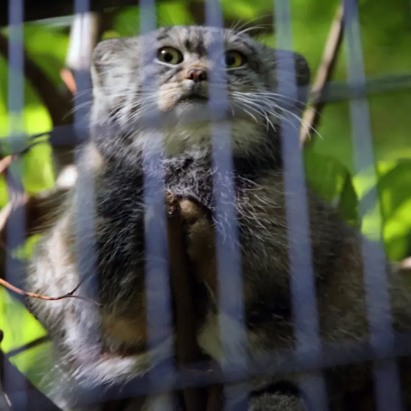 クラクフ動物園のツァスの写真
