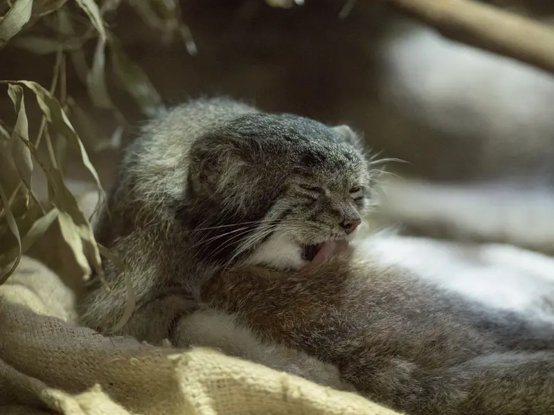 恩賜上野動物園のクリョンの写真