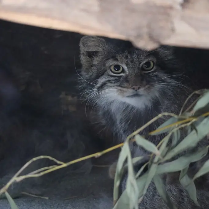 恩賜上野動物園のサフランの写真