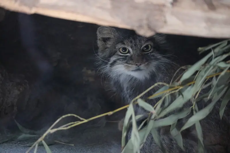 恩賜上野動物園のサフランの写真