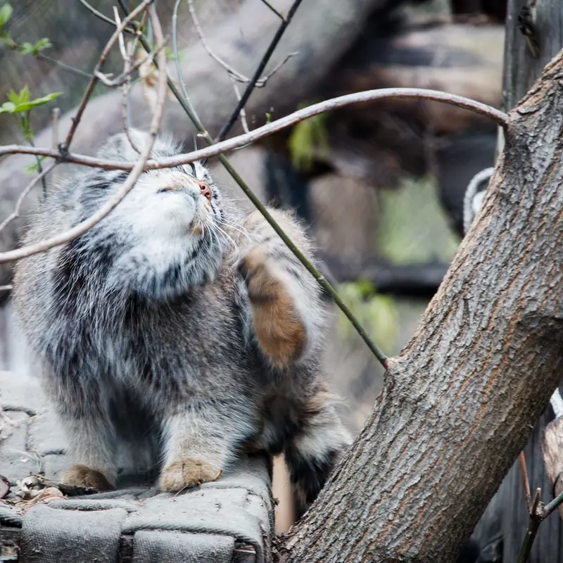 ノヴォシビルスク動物園のゾーシャの写真