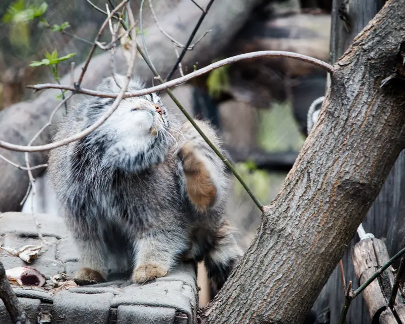 ノヴォシビルスク動物園のゾーシャの写真