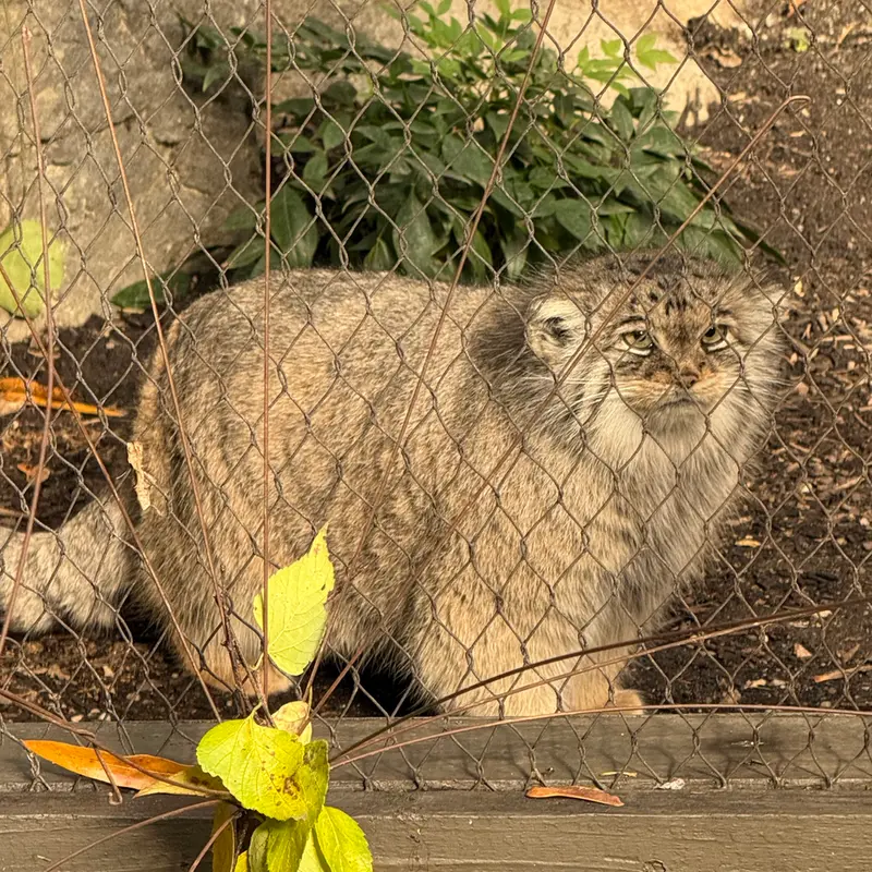 プロスペクト・パーク動物園のサルナイの写真
