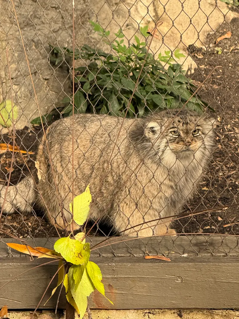 プロスペクト・パーク動物園のサルナイの写真