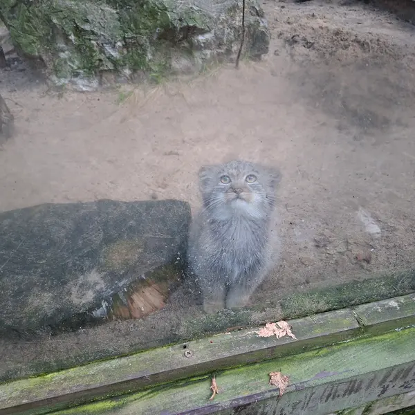 コシツェ動物園のルーシーの写真