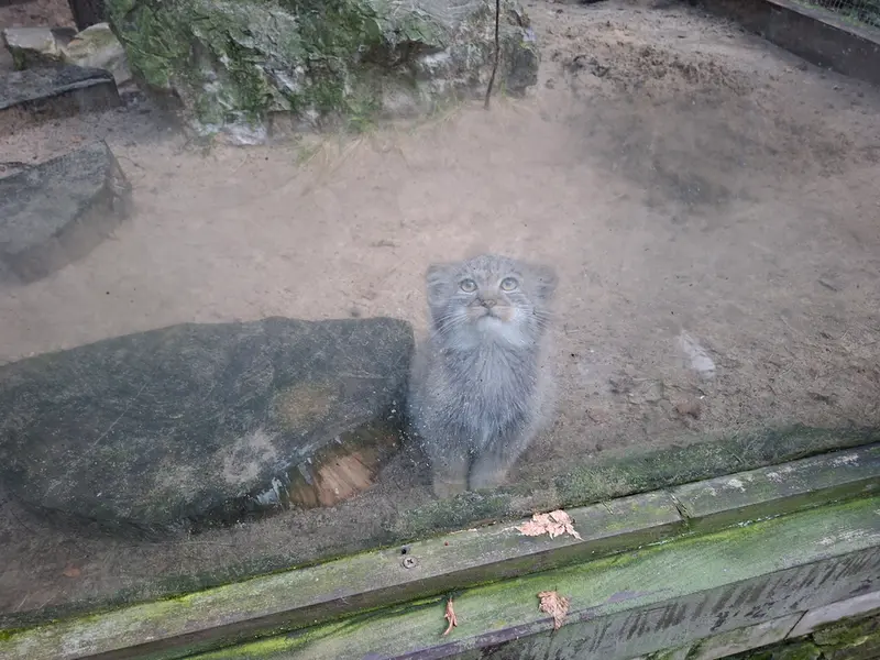 コシツェ動物園のルーシーの写真