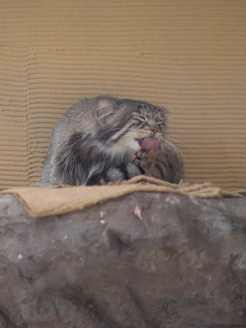 旭山動物園のヒデの写真