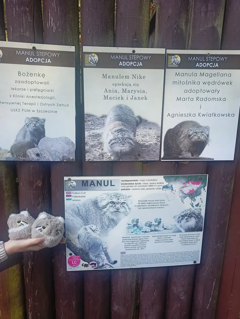 ポズナン新動物園のマヌルネコの写真