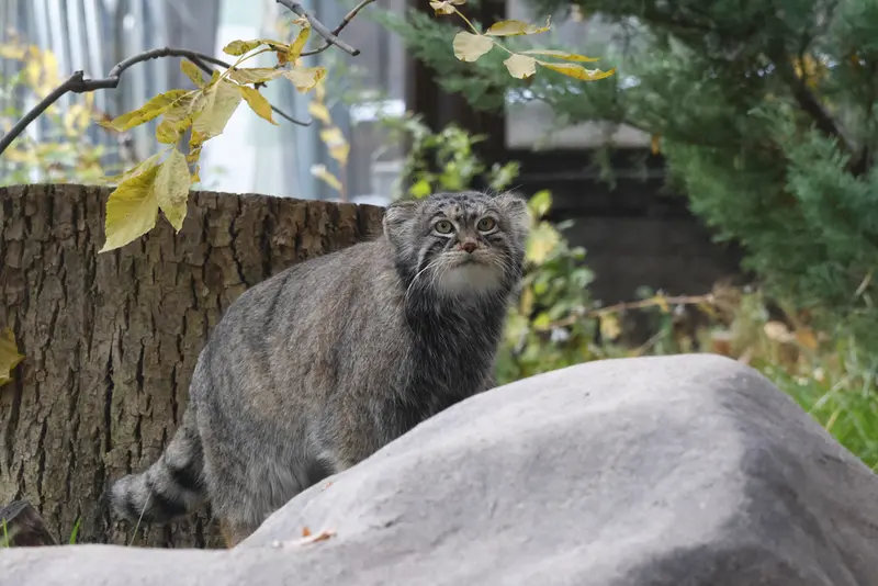 モスクワ動物園のティモフェイの写真
