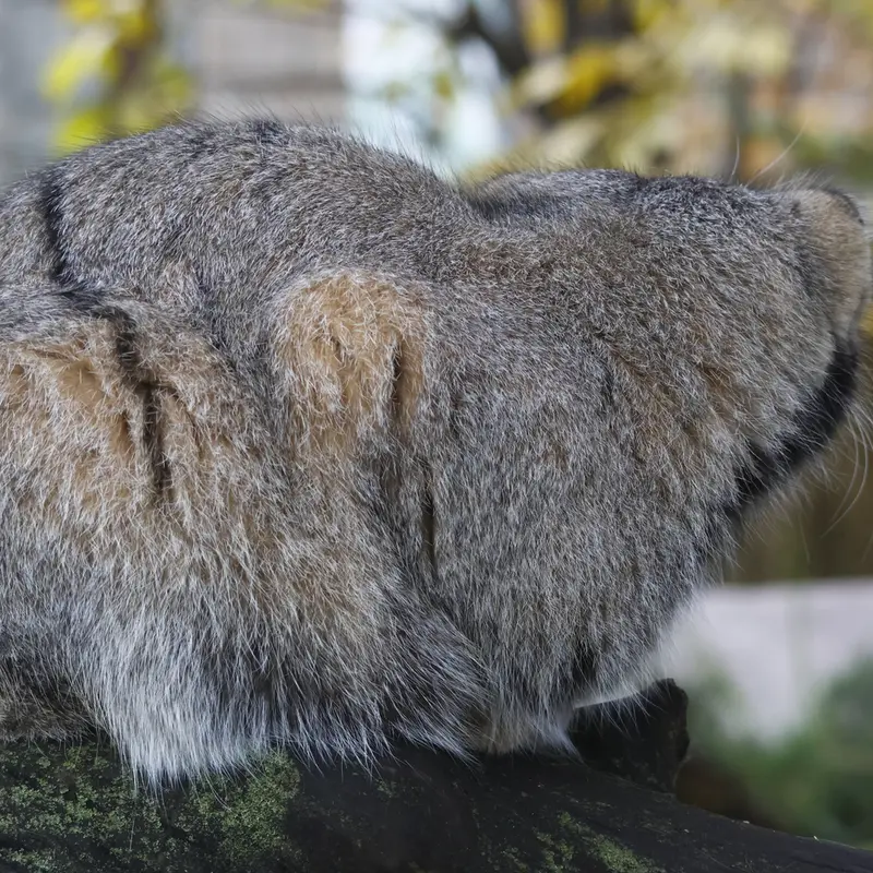 モスクワ動物園のティモフェイの写真