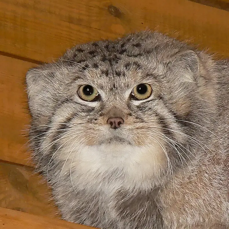 レニングラード動物園のマヌルネコのセザール