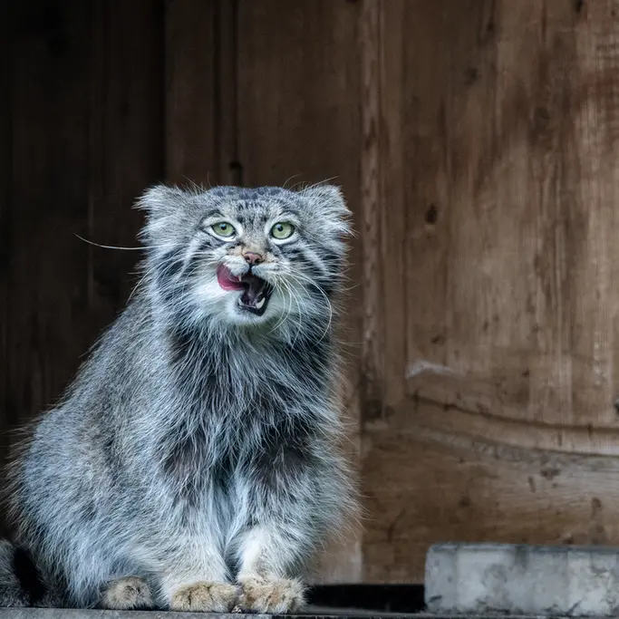 モスクワ動物園のティモフェイの写真