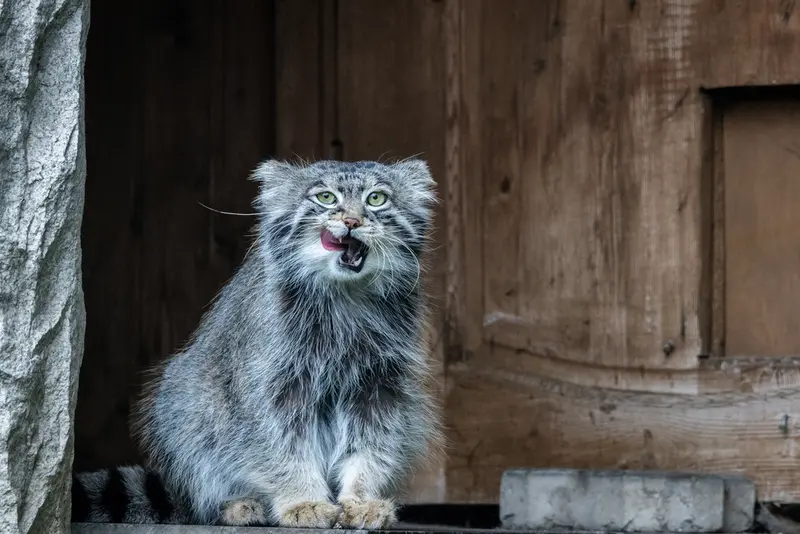 モスクワ動物園のティモフェイの写真