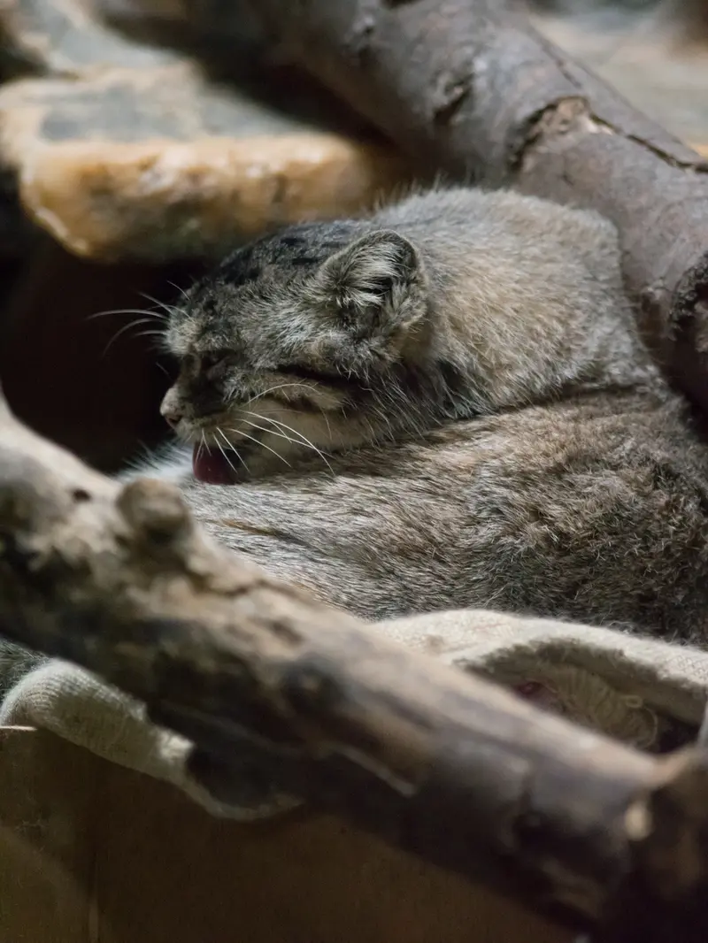 恩賜上野動物園のプリームラの写真