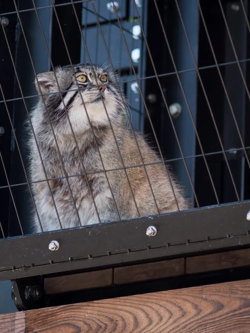 旭山動物園のグルーシャの写真