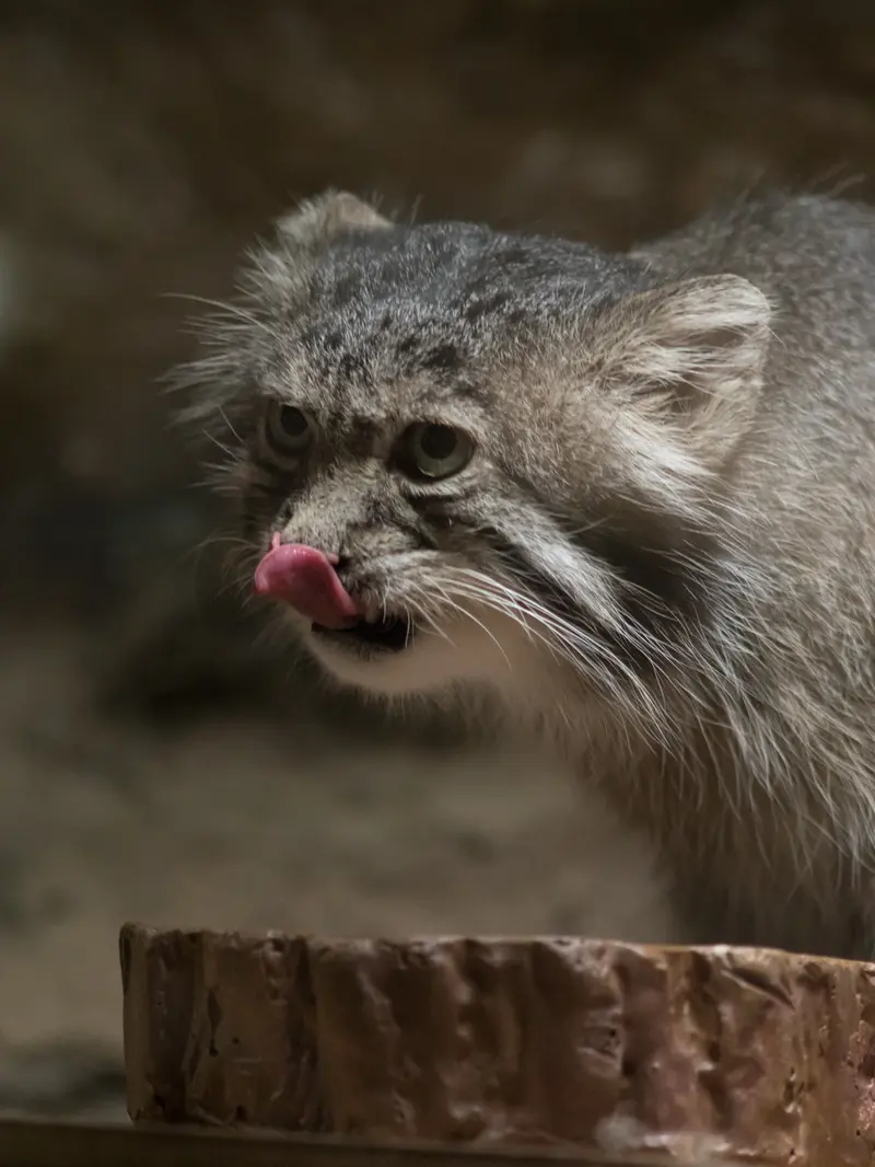 恩賜上野動物園のクリョンの写真