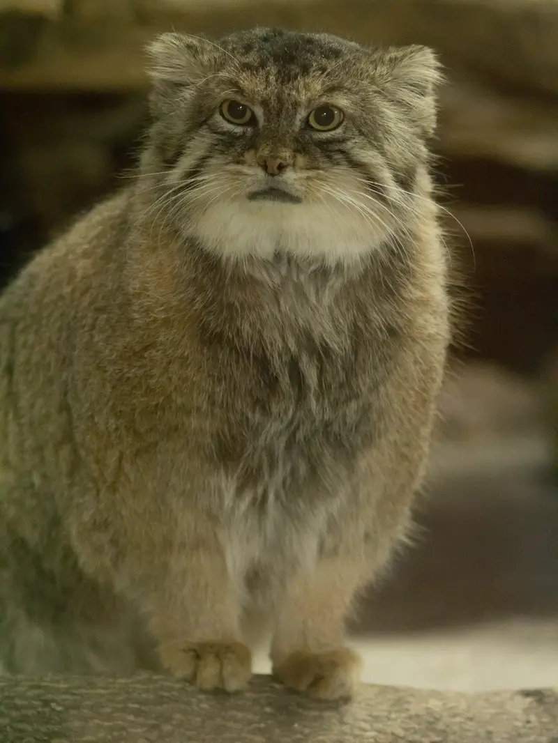 恩賜上野動物園のプリームラの写真