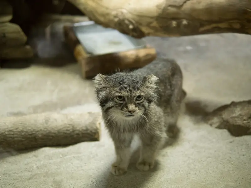 恩賜上野動物園のクリョンの写真
