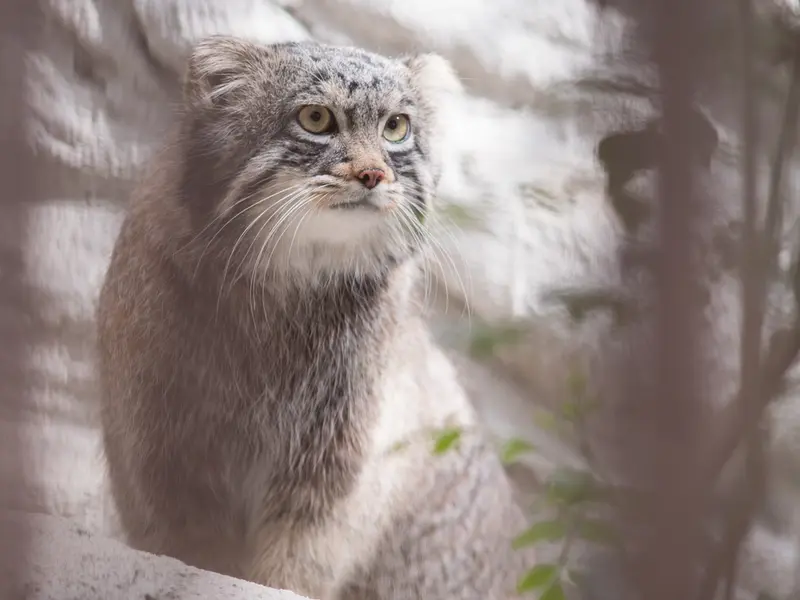 野毛山動物園のフィーガの写真