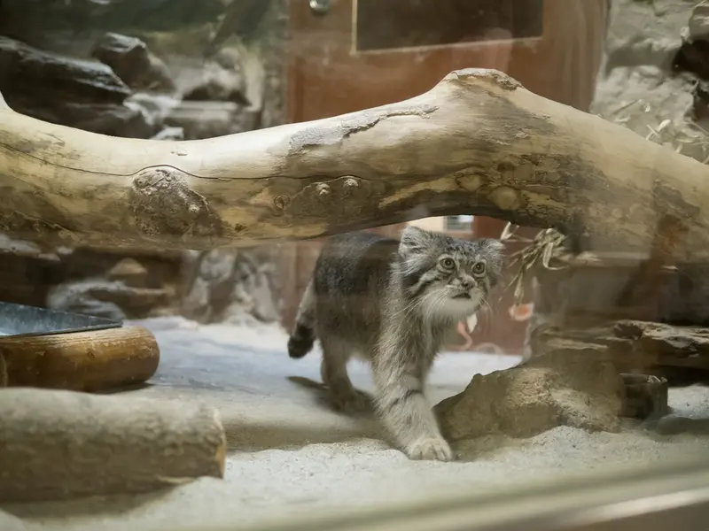 恩賜上野動物園のクリョンの写真