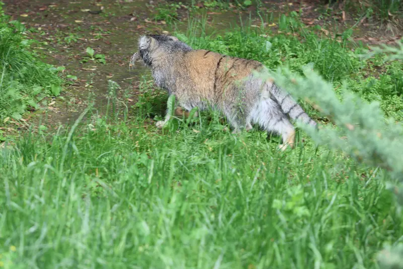 モスクワ動物園のティモフェイの写真