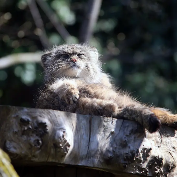 ウッチ動物園のパッツォの写真